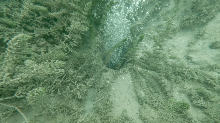 Sapanca’da oluşan kabarcıkların su kalitesine zarar vermediği belirlendi