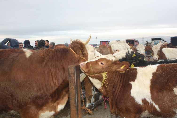 Şarkışla Canlı Hayvan Pazarı yeniden açıldı