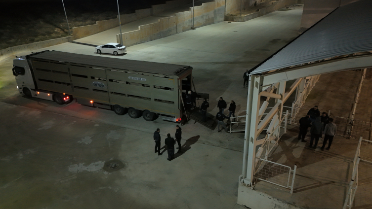 Koyunların karnına uyuşturucu sakladılar