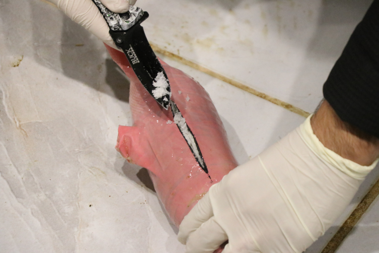 Koyunların karnına uyuşturucu sakladılar