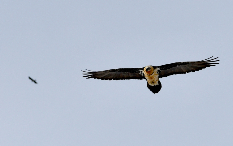 Kars’ta sakallı akbaba görüntülendi