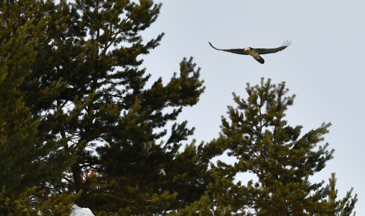 Kars'ta sakallı akbaba görüntülendi