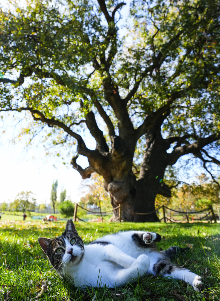 İstanbul’un anıt ağaçları yüzyılların hafızasını ayakta tutuyor