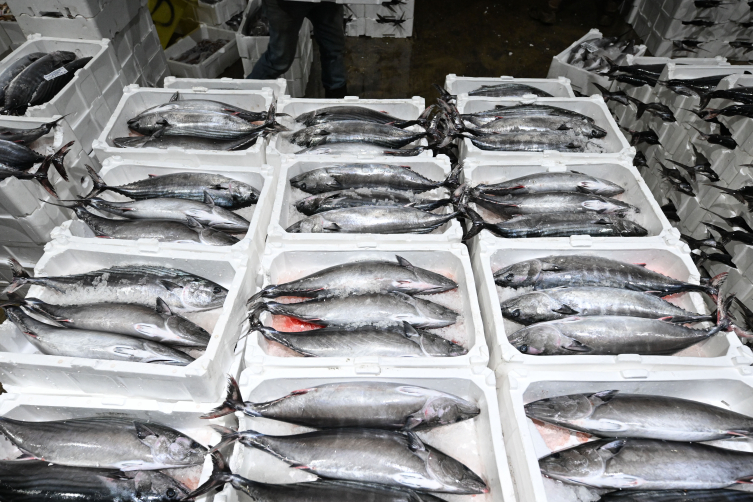 Marmara Denizi'nde torik bolluğu