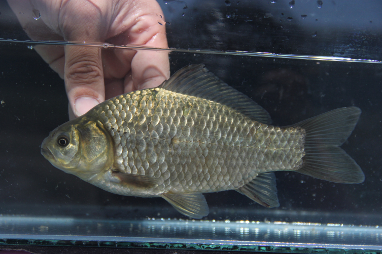 Türkiye'de tatlı su balıkları tehlike altında
