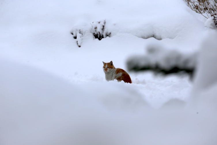Doğu'da kar yağışı etkili oluyor