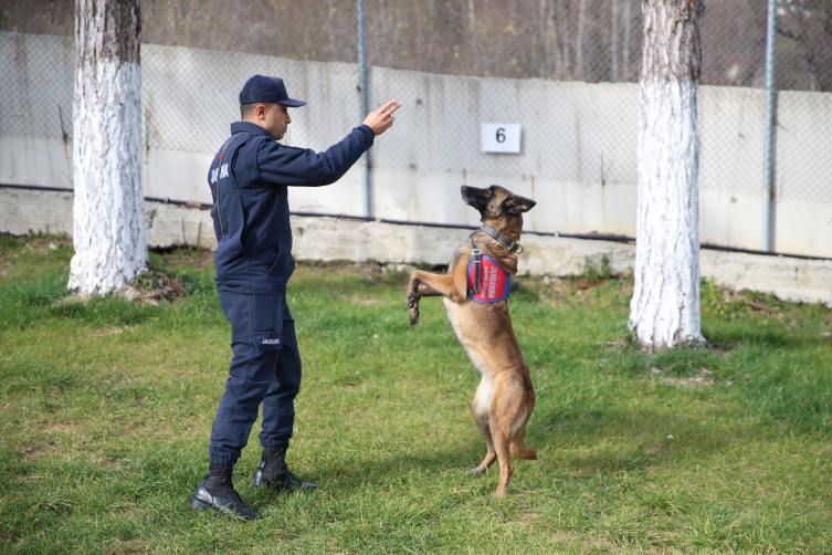 Ordu'nun kahraman patileri: 9 hassas burun suçlulara göz açtırmıyor