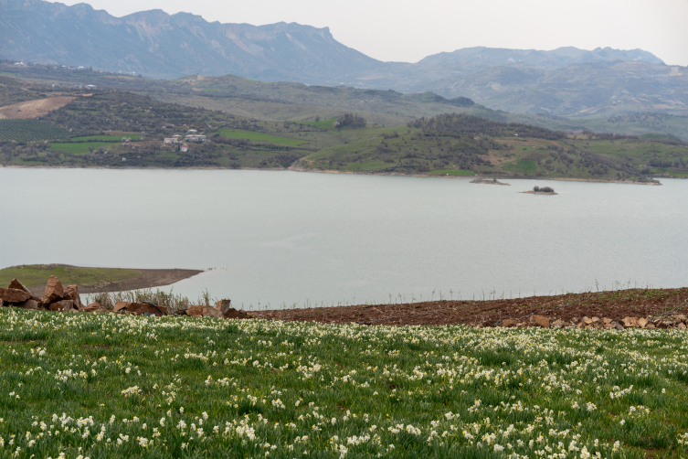 Baharın habercisi nergisler çiçek açtı