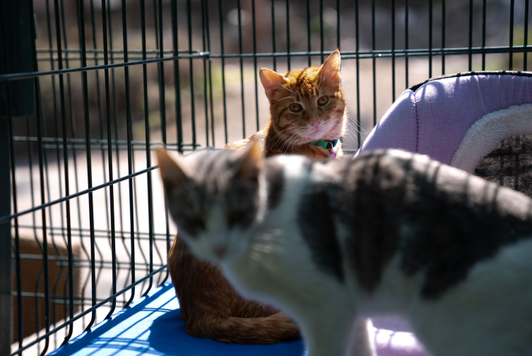 TBMM, yerleşkesindeki kedilere sahip çıktı