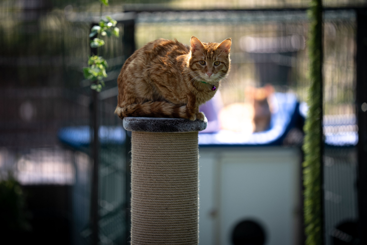 TBMM, yerleşkesindeki kedilere sahip çıktı