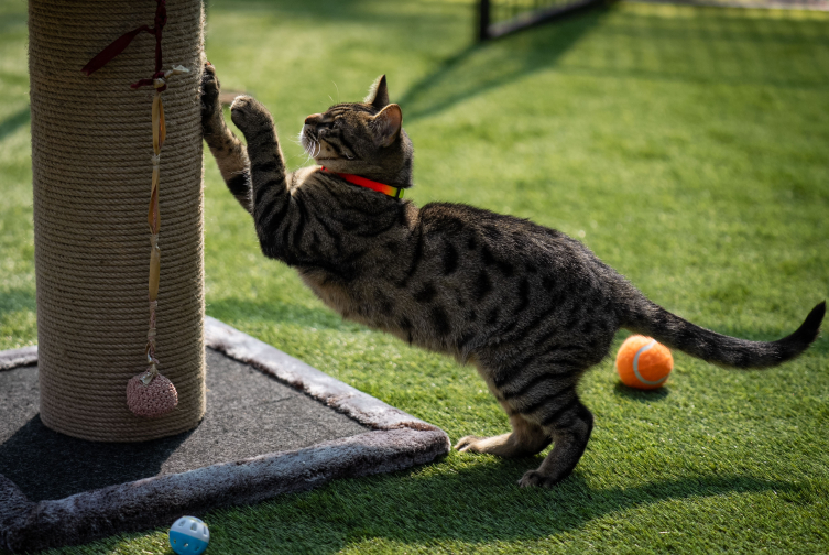 TBMM, yerleşkesindeki kedilere sahip çıktı