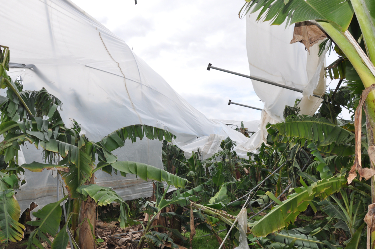Mersin'de 150 dönüm serayı dolu ve fırtına vurdu