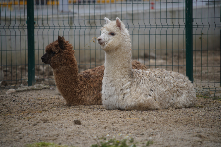 İpsala Sınır Kapısı'nda aralarında alpakaların da olduğu cins hayvanlar ele geçirildi