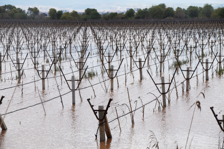 Manisa'da bağlar su altında kaldı