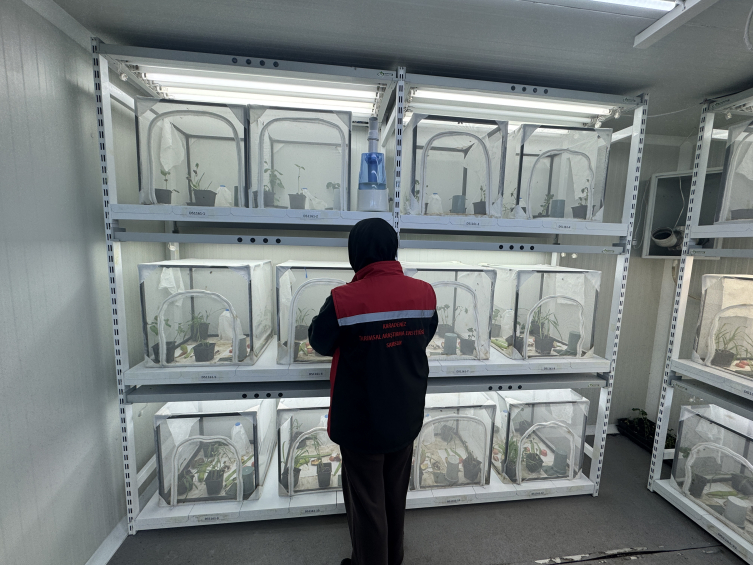 Kahverengi kokarcaya karşı samuray arısı kullanılacak