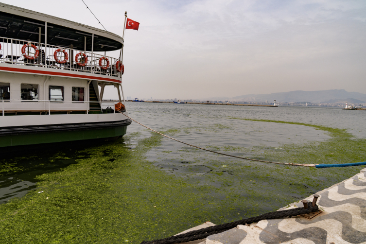 İzmir Körfezi'nde yosun tabakası oluştu