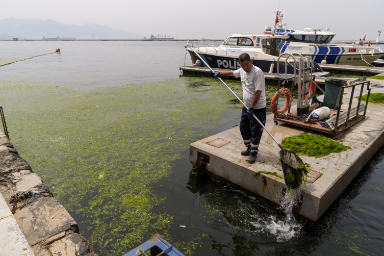 İzmir Körfezi'nde yosun tabakası oluştu