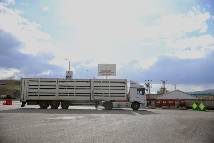 Batı illerine gönderilen kurbanlıklar Erzurum'da sıkı kontrolden geçiriliyor