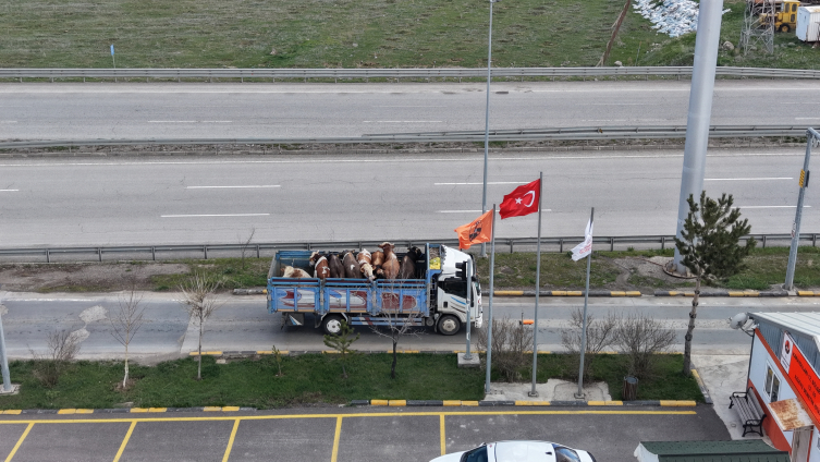 Batı illerine gönderilen kurbanlıklar Erzurum'da sıkı kontrolden geçiriliyor