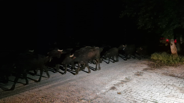 Tokat'ta Kelkit Çayı'nın debisi yükseldi, bir köy tahliye edildi