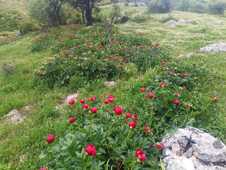 Koruma altındaki 'ayı gülü' çiçek açtı