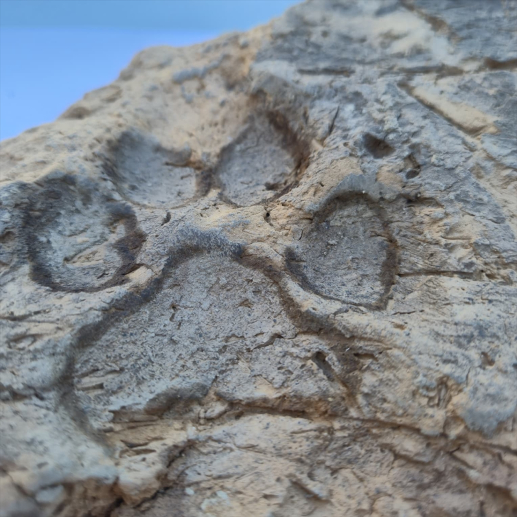 Tavşanlı Höyük kazılarında 4 bin yıllık pati izleri bulundu