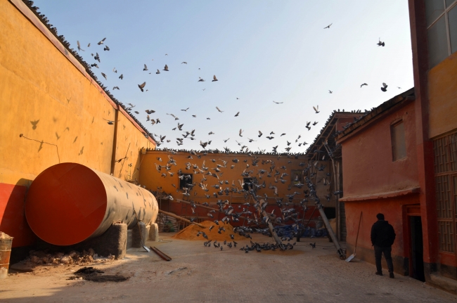 Soğuk havada yem bulamayan kuşlar yem fabrikasına dadandı