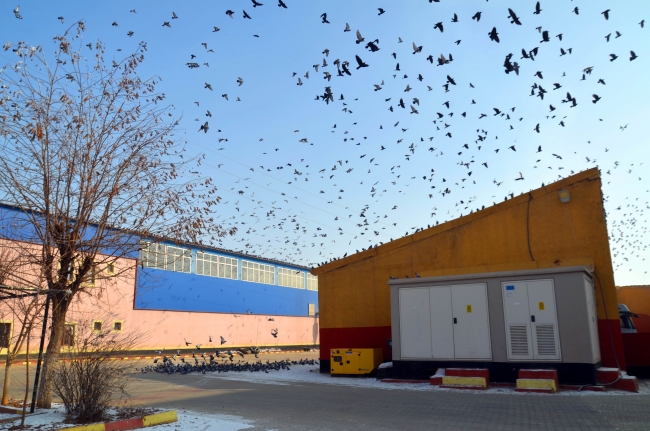 Soğuk havada yem bulamayan kuşlar yem fabrikasına dadandı