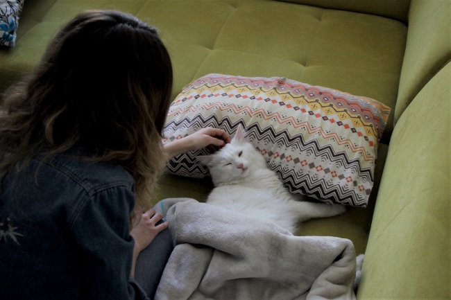 Van'ın en güzel kedisine evladı gibi bakıyor