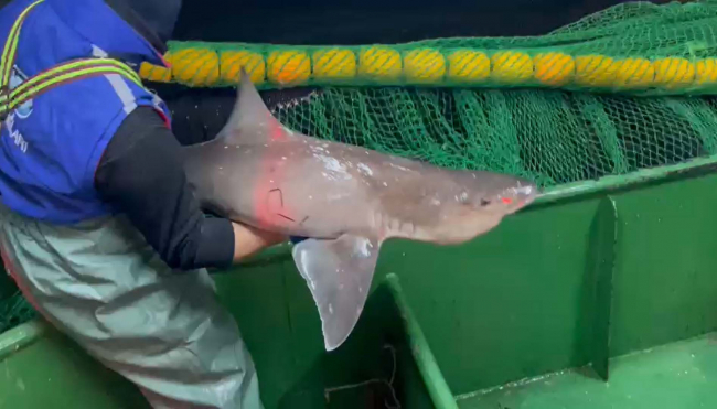 Ağlara yakalanan 2 köpek balığı denize geri bırakıldı