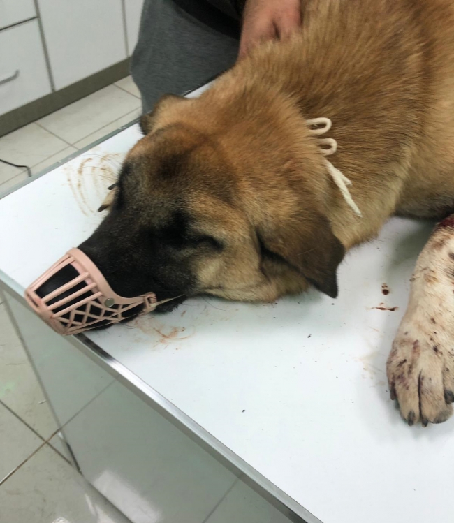 Adana'da sokak köpeklerine pompalı tüfekle ateş açıldı