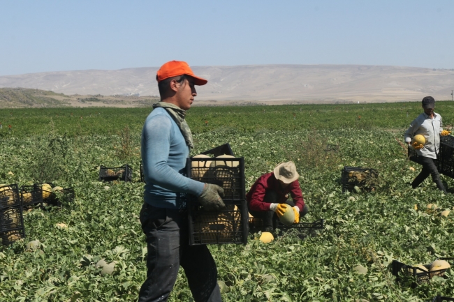 Adilcevaz kavununda hasat zamanı