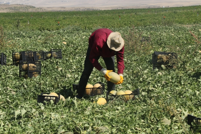 Adilcevaz kavununda hasat zamanı