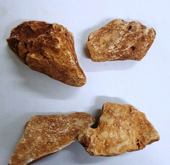 Adıyaman'da 40 milyon yıllık deniz fosilleri bulundu