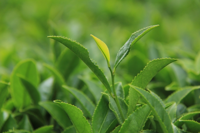 40 bin çay işçisi gelemiyor, 100 milyon dolar bölgeye kalacak