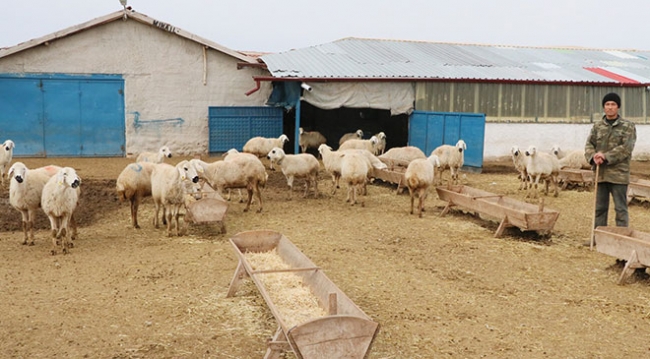 Yerli çoban sıkıntısı Afganlara istihdam sağladı