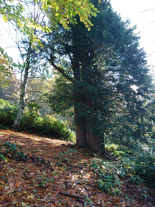 4113 yaşındaki porsuk ağacı tescillendi