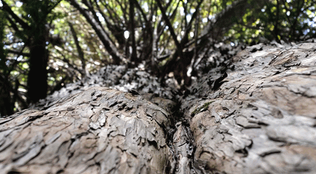 "En yaşlı" porsuk ağacına bayramda yoğun ilgi