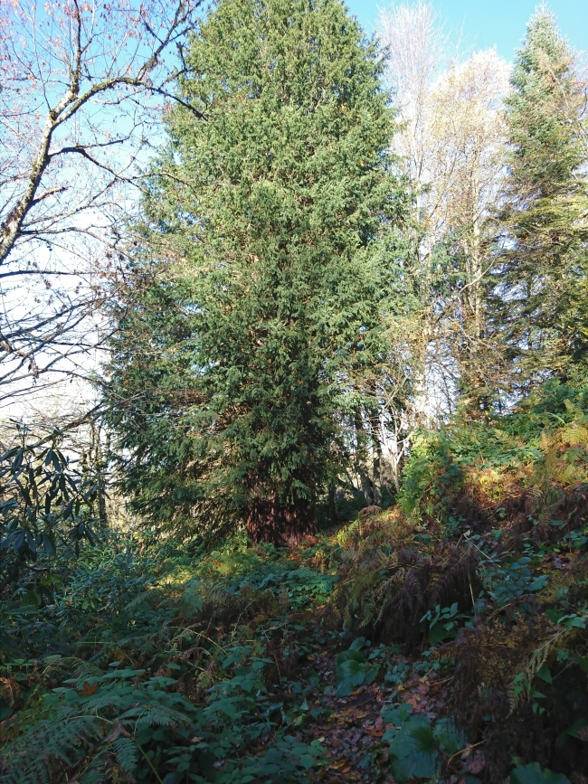 4113 yaşındaki porsuk ağacı tescillendi