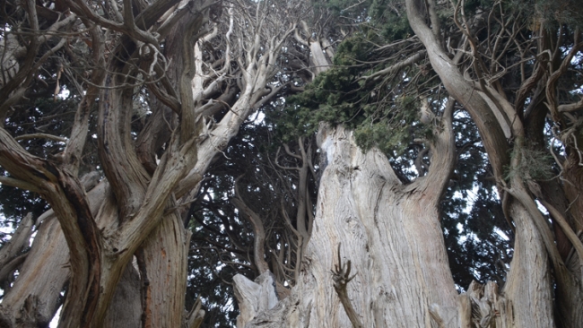 Bursa'da 7 asırlık tescilli servi ağaçları tahrip edildi