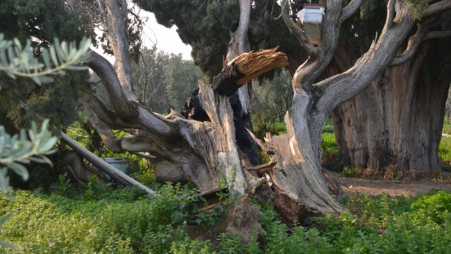 Bursa'da 7 asırlık tescilli servi ağaçları tahrip edildi