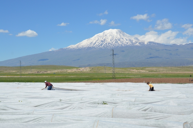 Ağrı Dağı eteğinde zorlu ekmek mücadelesi