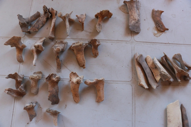 Aigai Antik Kenti'nde bulunan hayvan kemikleri tarihe ışık tutacak