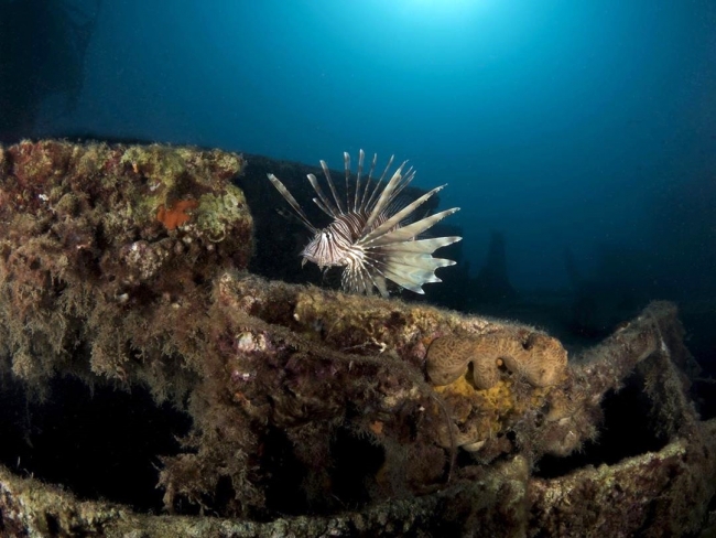 Pasifik kökenli aslan balıkları Akdeniz'de sürüleşti