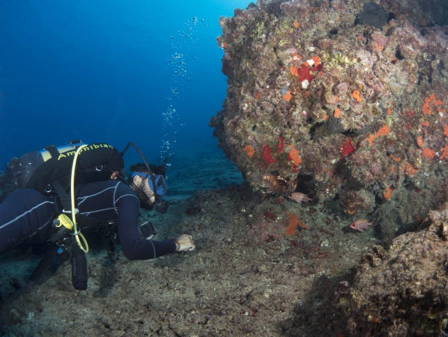 Pasifik kökenli aslan balıkları Akdeniz'de sürüleşti