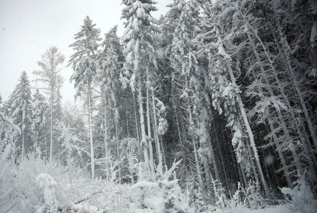 Almanya yoğun kar altında