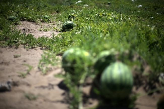 Adana'da karpuz hasadı 1-2 hafta gecikecek
