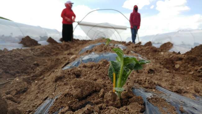 Mevsimlik tarım işçilerine yönelik alınması gereken önlemler
