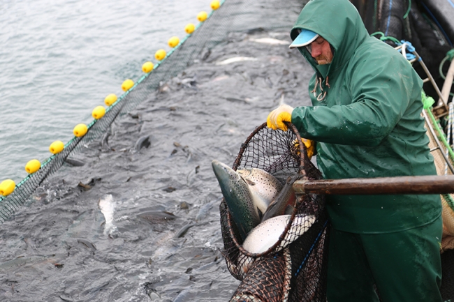 Kafes balıkçılığı ile ekonomiye katkı