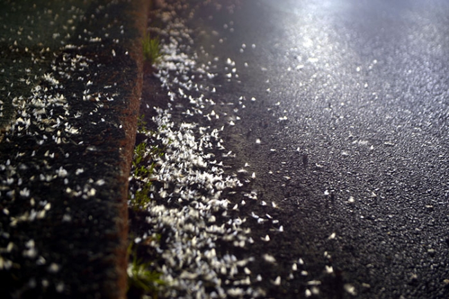 Ardahan'da kelebeklerin 'ölüm uçuşu' başladı